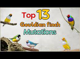 13 top gouldian finch mutations 13