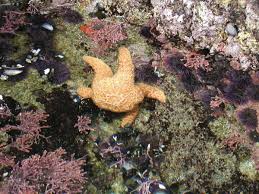 Mbnms Exploring Tide Pools