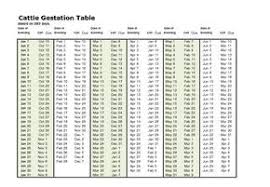 24 Accurate Cow Gestation Period Chart
