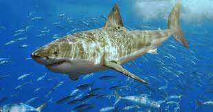 Top 5 Most Aggressive Sharks gambar png