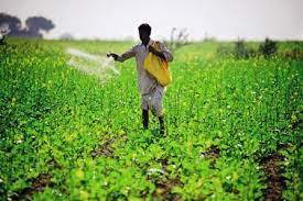 जाने क्या है धान की फसल में यूरिया डालने का सही समय - Kisan Samadhan