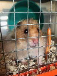 My buddy Hamstar says hi! : r/hamsters