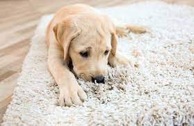 a dog from chewing the carpet