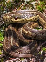 garter snakes in ohio visit ohio today