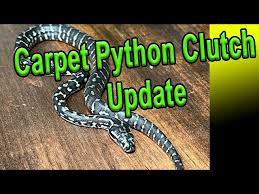 jungle carpet python clutch cleanup