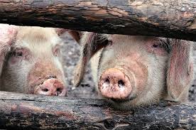 Pig Farming In Nigeria - Faster Lane To Millions - Owogram
