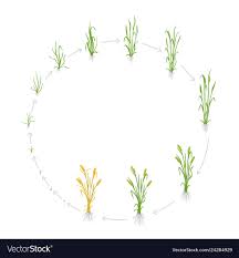Circular Life Cycle Of Rye Grain Growth Stages Of
