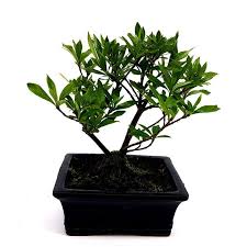 Buy Bonsai Gardenia 15 Cm Affordable