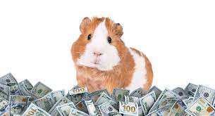 how much do guinea pigs cost to and