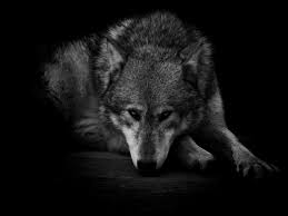 Lone Black Wolf Wallpapers - Top Free ...