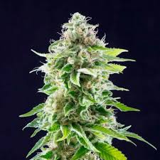 It appears to be a status resetting counterpart to mist, as the type, pp and japanese names are the same or very similar. One Of The Big Bets Of Kannabia Seeds Haze Cookies