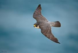 Photographing the Peregrine Falcon