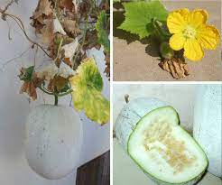 Het woord winter melon is bekend in onze database, echter hebben wij hiervoor nog geen vertaling van engels naar zweeds. Wax Gourd Wikipedia