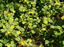 Plant a swath of these perennial flowers for a memorable display year after year. Lysimachia Nemorum Yellow Pimpernel Identification Distribution Habitat