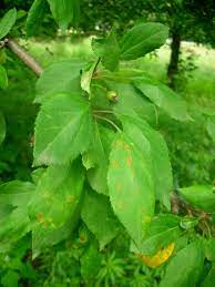 crabapples resistant to apple scab and