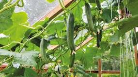 What is cucumbers compatible?