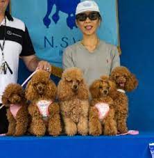 about guanjun red toy poodle home