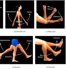 Angular Joint Movement Anatomy Physiology 1 Byrnes