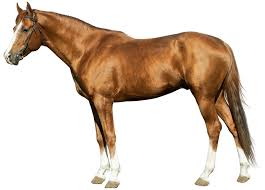 Paint Horse Veterinary Genetics