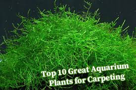 great aquarium plants for carpeting