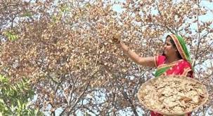 चिलबिल : एक ऐसा फल जिसके बारे... - The Better India - Hindi | Facebook