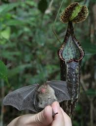 bats use carnivorous pitcher plant as