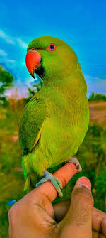 hd blue green parrot wallpapers peakpx