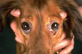 blepharitis in dogs canis vetlexicon