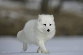 Image result for arctic foxes