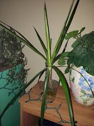 Oftentimes, dracaena species have 1 main stem and a few additional stems. I M Trying To Propagate This Dracaena Marginata Any Advice The Bottom Leaves Started To Droop Plantclinic