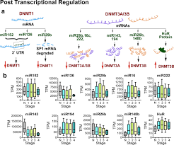 These labs vary quite a bit, both rflp analysis requires investigators to dissolve dna in an enzyme that breaks the strand at specific points. Comprehensive Analysis Of Regulation Of Dna Methyltransferase Isoforms In Human Breast Tumors Springerlink