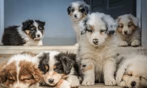 This will probably make for a large dog that will do better in cold weather. Australian Shepherd Puppies The Ultimate Guide For New Dog Owners The Dog People By Rover Com