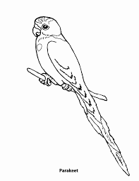 Push pack to pdf button and download pdf coloring book for free. Parakeet Coloring Pages Best Coloring Pages For Kids