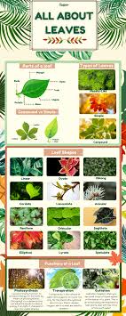 leaves with pictures and leaf names