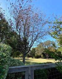 oaks resistant to oak wilt arborcare