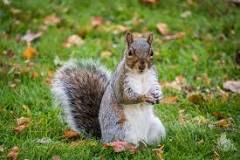 Are grey squirrels safe to eat?