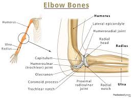 elbow bones names basic anatomy
