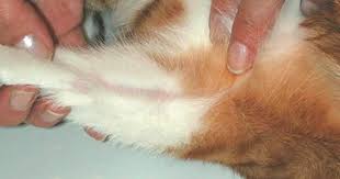 Therapy For Feline Allergic Dermatitis Veterinary Practice