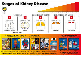 Stages Of Kidney Disease Pdf Kidney Disease Stages