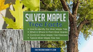 silver maple tree facts acer
