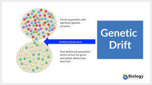 genetic drift definition and exles