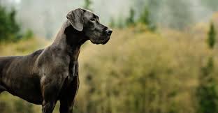 Great Dane A Complete Guide To One Of The Worlds Biggest