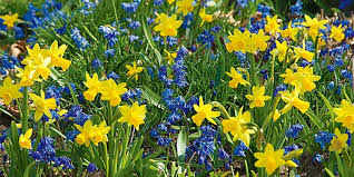 plant exclusive daffodil mi for