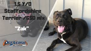 Just how much of this rhetoric is two prominent breeds go into the mix to create these dogs, but it is not certain exactly which breeds were used. Staffordshire Terrier Gsd Mix Dog Training Youtube