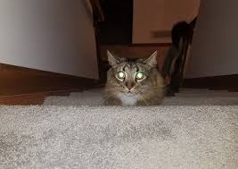 why do a cat s eyes glow hill s pet