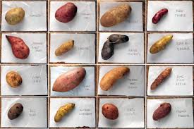 Sixteen Kinds Of Potatoes Kitchn