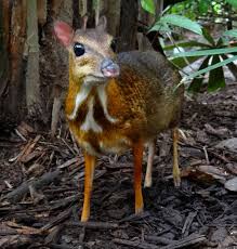 Find over 100+ of the best free cute animals images. Chevrotain Wikipedia