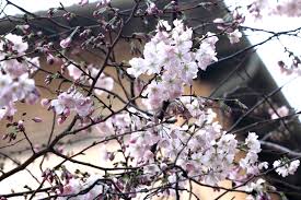 Alberi da frutto, agrumi e ulivi. Bologna Anticipo Di Primavera Alberi In Fiore In Citta Corrieredibologna It