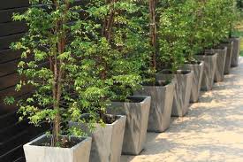 growing trees in pots 101 best trees