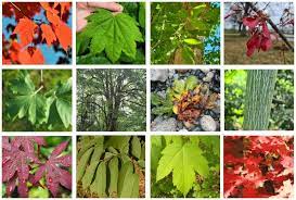 18 diffe types of maple trees
